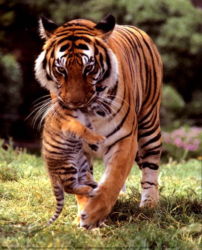 Am I a tiger mom?